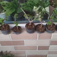 تعدادی گل آپارتمانی برای فروش