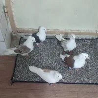پنج عدد دوکتی همه با هم