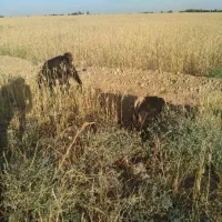 تیربز|حیوانات مزرعه|اندیمشک, |دیوار