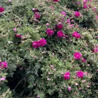 گل محمدی گنبرف
