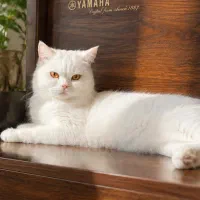 گربه بریتیش 9ماهه