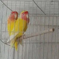 کوتوله برزیلی زرد فیس هلویی در شهرستان کوار