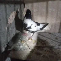 کبوتر|پرنده|مشهد, گاز|دیوار