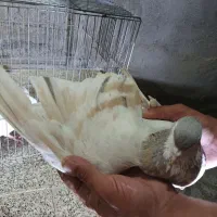 ساده هفترنگ