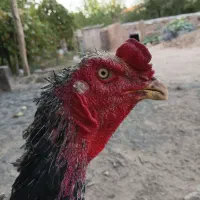 لاری