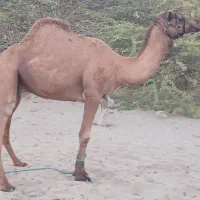 جاسک|حیوانات مزرعه|جاسک, |دیوار