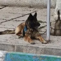 سگ ژرمن