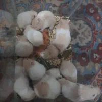 همستر سنجابی و پشمالو