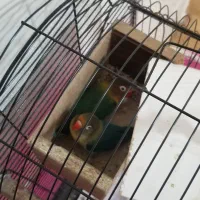 طوطی