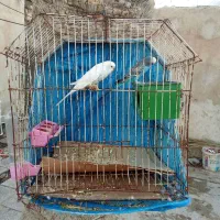 مرغ عشق|پرنده|بندر ماهشهر, |دیوار