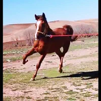 اسب