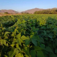 لوبیا چیتی|خوردنی و آشامیدنی|قره پشتلو, |دیوار