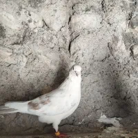 کفتر رنگی و پرشی بشرط