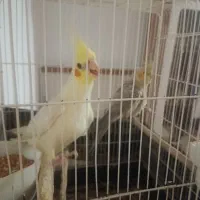 یک جفت عروس هلندی