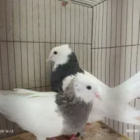 یه جفت کفتر طوقی