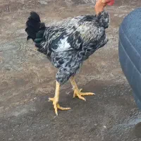 خروس جوان تازه