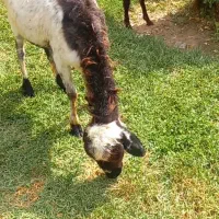 گوسفند و بره و بزغاله نر