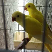 راهب لوتینو جفت