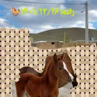 اسب|اسب و تجهیزات اسب‌سواری|خنداب, |دیوار
