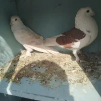 کبوتر