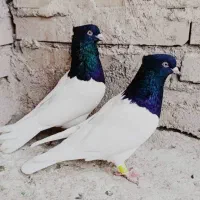سبز