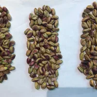تامین پسته، مغز پسته و بادام، مغز کال، خرما پیارم