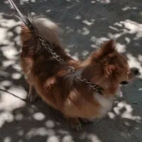 سگ پاکوتاه پامر