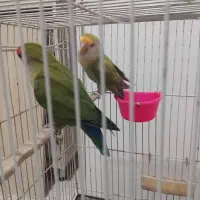 یک جفت کوتوله دستی به شرط تخم و جوجه