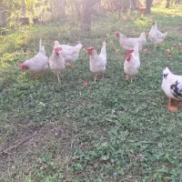 فروش مرغ تخم گذار