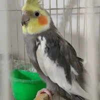 عروس هلندی مولد سیامون