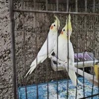 عروس لوتینو