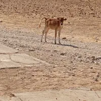گوساله ماده ۵ماه