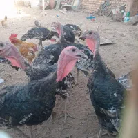 بوقلمون بیست تا