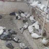 ۸۰عددکبوتر پرشی بصورت یکجا قمیت جفتی ۴۰۰