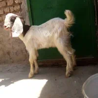 بزغاله نر پاکستانی