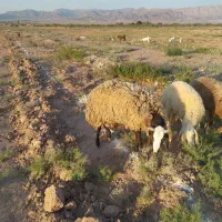 بره قوچ  نژاد شال