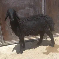 ی بره نر بزرک خوب دامازدخ