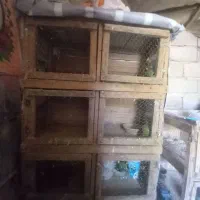 جفتگاه