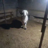 بره قوچ