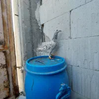 کبوتر سرور خطی درجه یک