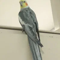 عروس هلندی نرو ماده