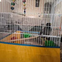 مرغ مینا سخنگو