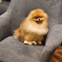 سگ توله پامرانین پامر خرسی pomeranian کیفیت بالا