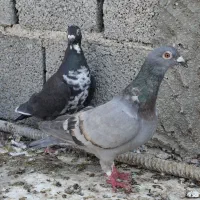 3تا پلاکی ماده