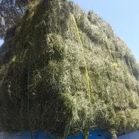 بیده ،یونجه،پرس