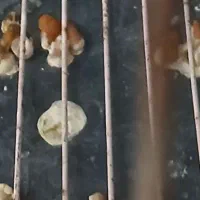 جوجه قناری ابپخش