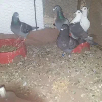 کفتر|پرنده|سرخس, |دیوار