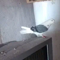 کفتر ناب