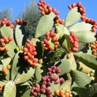 میوه کاکتوس