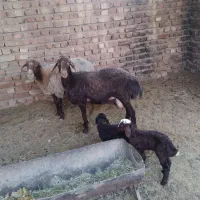 گوسفند وحیوان درمزرعه
